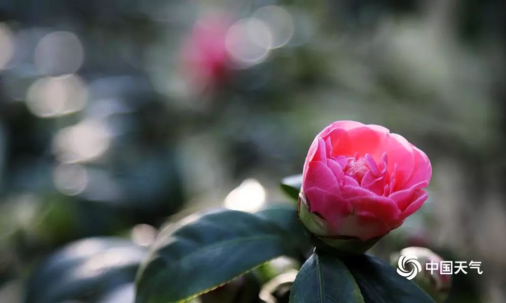 茶花社区天气预报与生活指南